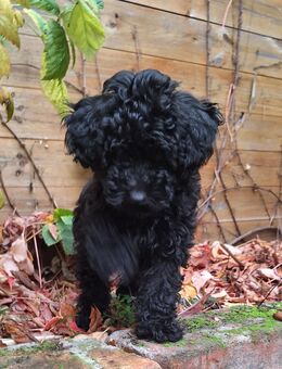 Toypudelwelpen Zwergpudelwelpen Toypudel Zwergpudel, Welpen - liebevoll aufgezogen - Magdeburg
