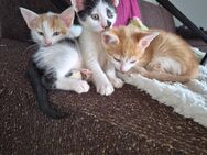 Liebevolle Kitten suchen Dosenöffner - Villmar (Marktflecken)