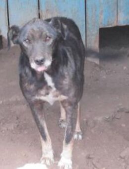 Ninjo braucht dringend eine Chance 🐾 - Elsdorf (Nordrhein-Westfalen)