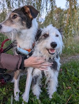 Hundeglück im Doppelpack aus dem Tierschutz! - Schäftlarn