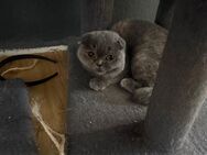 Kitten zu verkaufen sind am 19.09.24 geboren - Berlin