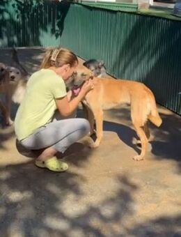 🐶 Freundlicher Junghund Ianjo 🐶 - Eislingen (Fils)