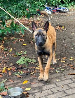 Belgischer Malinois – 5 Monate jung – mit EU-Reisepass abzugeben - Bremen