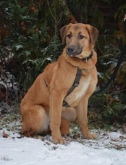 TOLLE Mischlingshüdin ca 7-8 Monate alt , suchen ein Zuhause - Hohe Börde