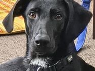 Pizzy/Shadow sucht ein neues Zuhause - Bielefeld