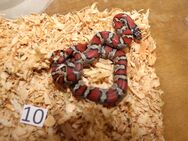 Lampropeltis Mexicana mexicana NZ 2014 - Bochum