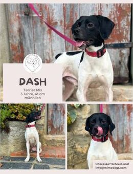 Dash:Abenteuer & Kuscheln - Brühl (Nordrhein-Westfalen)