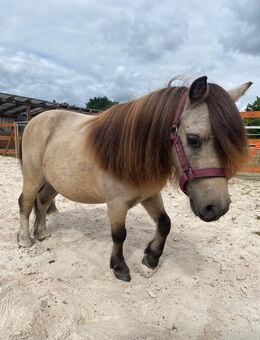 Mini Shetty Wallach 5 Jahre - Westerstede