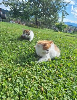 Babykatzen Katzen Katze Glückskatze - Sulzberg