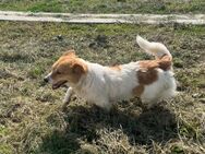 🌼Neugierige Nellie sucht ein Zuhause🐶 - Eislingen (Fils)
