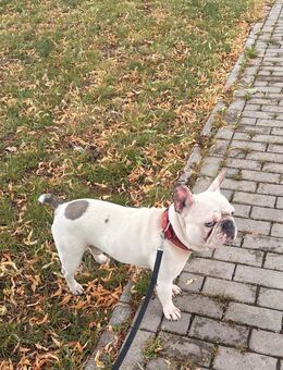 Französische Bulldogge - Lünen