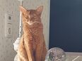 Süße Kitty, Somalikatze, sorrel (rot) mit Stammbaum, kastriert, 995 Euro in 61209