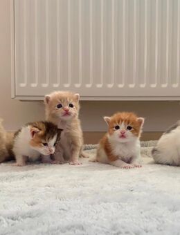 Für sechs Maine-Coon-Kätzchen werden Zuhause gesucht. - Zell (Wiesental)