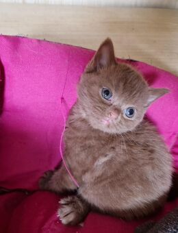 Britisch Kurzhaar Kitten (04.08.2025)mit Stammbaum - Nümbrecht