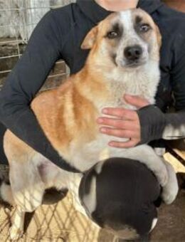 Fox - Pflegestelle oder Zuhause gesucht! - Oberwies