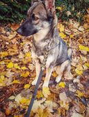 Border Collie Husky Mix in 50189