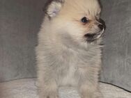 Pomeranian Rüde - Aachen