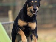 Unsere Cora sucht ihre Menschen - Kallmünz