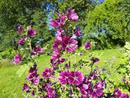 Samen Mauretanische Malve Malva sylvestris Insektenfreundlich - Kall