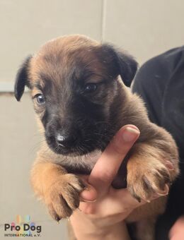 Hundebaby Biene - Talkau