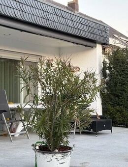 Barrierearmer, top gepflegter Bungalow, intelligenter Grundriss, Sackgasse, 5 ZKB, voll unterkellert, 2 Garagen, ... - Dannstadt-Schauernheim