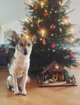 Simbi - verschmust, schlau, ausgeglichen - Berlin