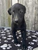 Unsere kleine Bya sucht Ihren Herzensmenschen in 04317