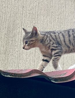 Katze Kitten - Carpin
