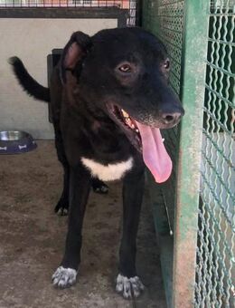 NOTFALL Jancko - Treuer Blick - Obertshausen