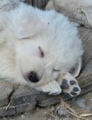 Italienische Schäferhunde ,Welpen in 46419