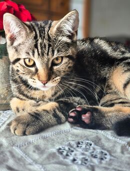 Verspielter Kater BKH-Mix sucht liebevolles Zuhause - Tecklenburg
