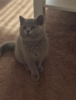 Letztes BKH Kitten reinrassig - Duisburg