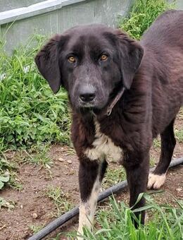 💛Fröhliche Kari💛 NOTFALL - Eislingen (Fils)