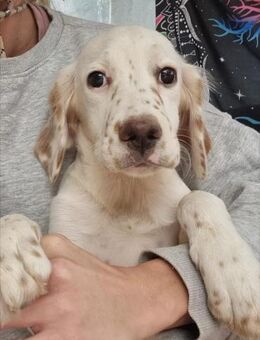 Pupsi sucht seine Familie - Hamburg