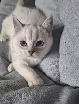 Bkh Kätzchen babykatzen Kittys - Nürnberg