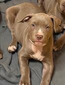 Bezaubernde Bully Hundewelpen suchen liebevolles Zuhause in 12355