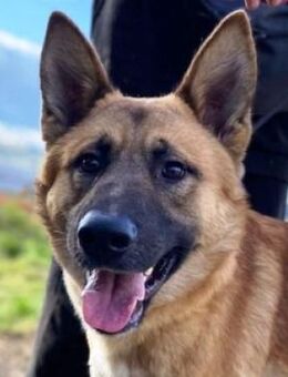 Hundejunge OREIAS - Gefrees