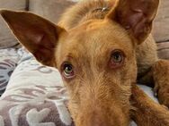 Struppelpodenco Rufus ist ein Goldschatz - Endingen (Kaiserstuhl)
