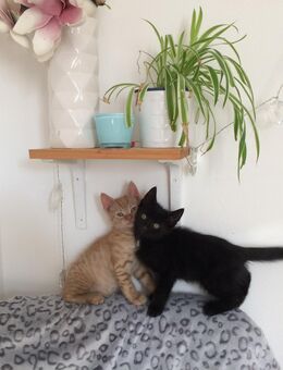 BKH-EKH BABYKÄTZCHEN - Bayreuth