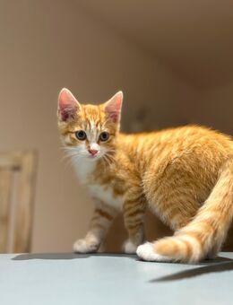 Kitten Mischling Norwegische Waldkatze - Langenwetzendorf