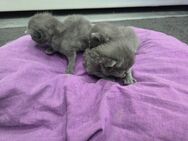 Bkh kitten mix - Dortmund