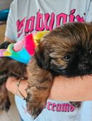 Baby Shih-Tzus suchen ein Zuhause in 37215
