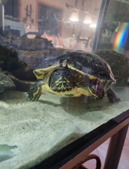 26 Jahre alte weibliche Geldwangen-Schmuckschildkröte - Hattingen