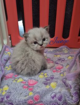 Himalaya Heilige Birma Kitten - Berlin Reinickendorf