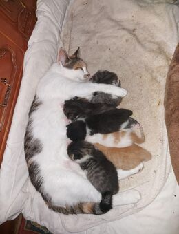 Süße Kitten suchen ab Oktober ein liebevolles Zuhause - Datzetal