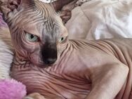 Katzen zu verkaufen - Berlin Mitte