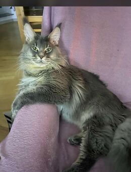 Maine Coon Jung Kater. Mit Stammbaum. - Mayen