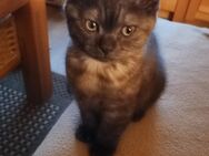Kleiner BKH Kater - Köln