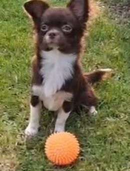 Chihuahua Welpen - Forchheim (Bayern)