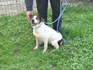 LASSIE - geb. ca. 06/2020 - Beagle Mix - Eibenstock